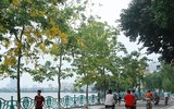 Hồ Tây ngập sắc vàng hoa muồng hoàng yến
